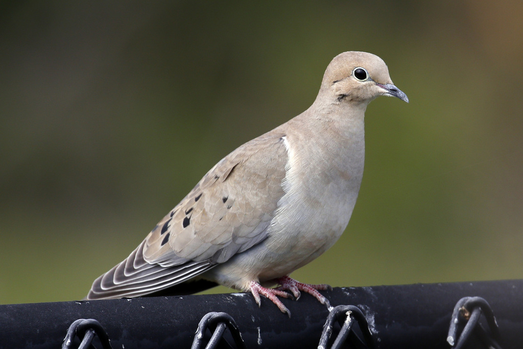 Mourning Dove (The Birds of Great Falls) · iNaturalist