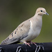 Mourning Dove - Photo (c) Donna Pomeroy, some rights reserved (CC BY-NC), uploaded by Donna Pomeroy