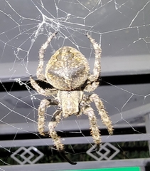 Araneus ventricosus