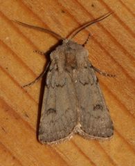 Agrotis cinerea