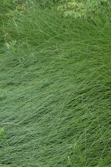 Festuca scabriculmis