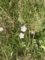 Convolvulus arvensis