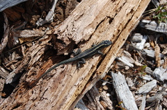 Liolaemus septentrionalis