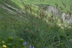 Festuca paniculata