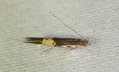 Cosmopterix pulchrimella