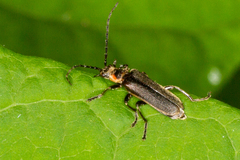 Atalantycha dentigera