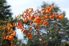 Berberis trigona