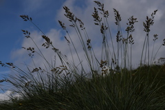 Festuca paniculata