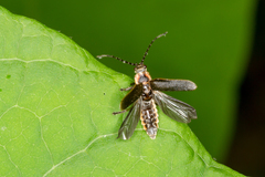 Atalantycha dentigera