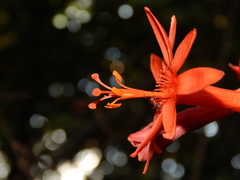 Passiflora securiclata