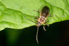 Atalantycha dentigera