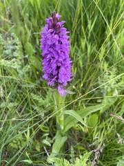 Dactylorhiza praetermissa