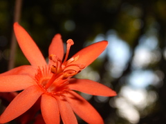 Passiflora securiclata