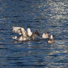 Larus argentatus