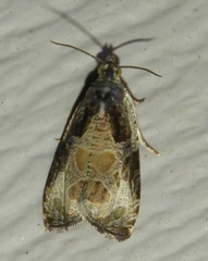 Olethreutes connectum