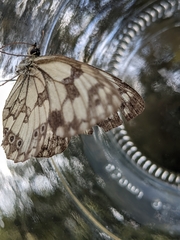 Melanargia lachesis
