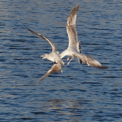 Larus argentatus