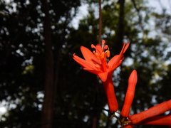 Passiflora securiclata