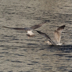 Larus argentatus