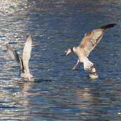 Larus argentatus