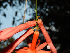 Passiflora securiclata