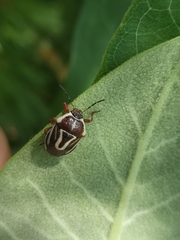 Perillus circumcinctus