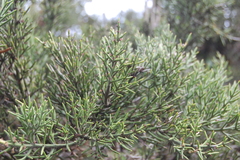Colletia hystrix