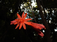 Passiflora securiclata