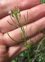 Dontostemon micranthus