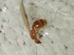 Pheidole tysoni