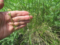 Dontostemon micranthus