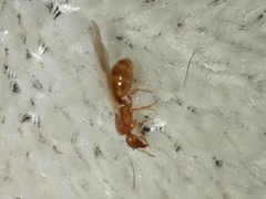 Pheidole tysoni