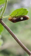 Oncometopia hamiltoni