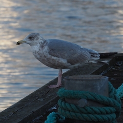Larus argentatus