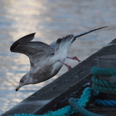 Larus argentatus