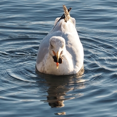 Larus argentatus