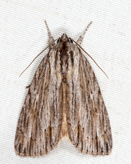 Acronicta lithospila
