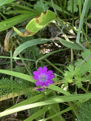 Geranium pyrenaicum