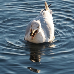 Larus argentatus