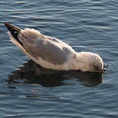 Larus argentatus