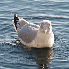 Larus argentatus