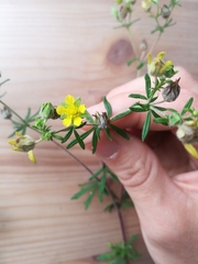 Potentilla