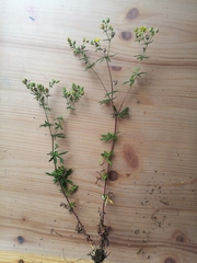 Potentilla