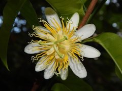 Passiflora ovata