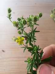 Potentilla