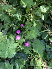Geranium pyrenaicum