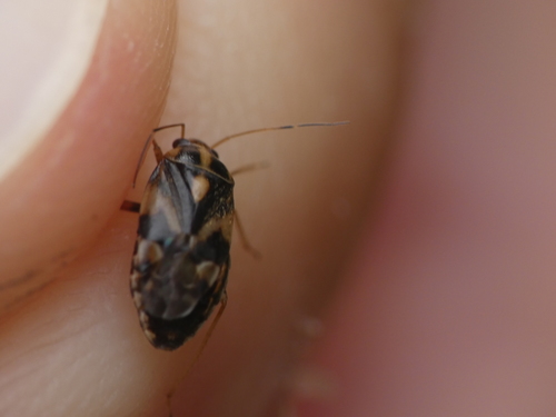 Cyphodema instabilis