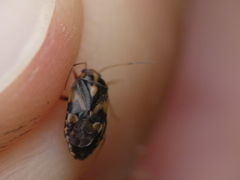 Cyphodema instabilis