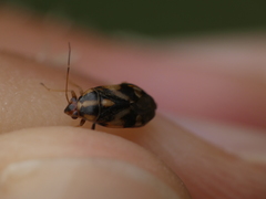 Cyphodema instabilis