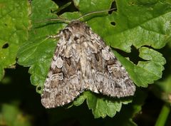 Pachetra sagittigera